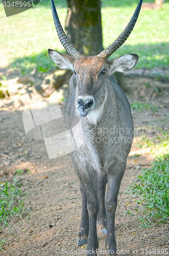 Image of Deer doe in the field, very close-up.