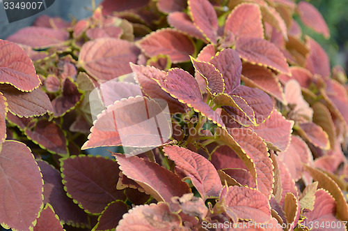 Image of Natural pink color leaf in the garden