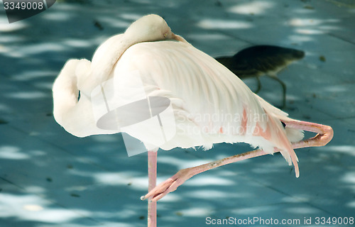 Image of White color swan or heron bird stand with one leg