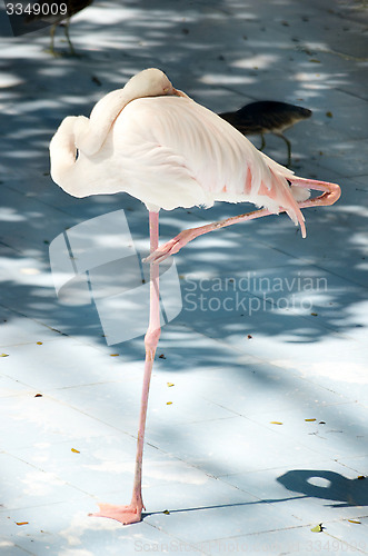 Image of White color swan or heron bird stand with one leg