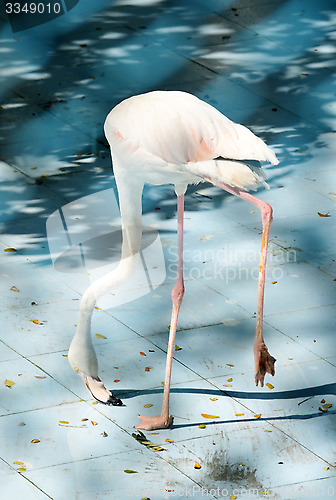 Image of White color swan or heron bird eating or find some food