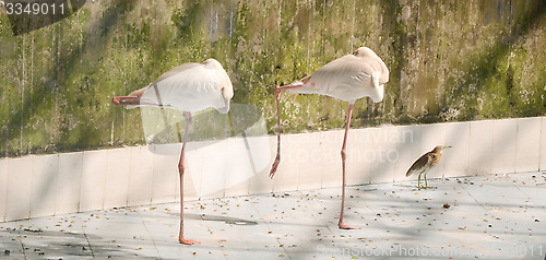 Image of White color swan or heron bird stand with one leg