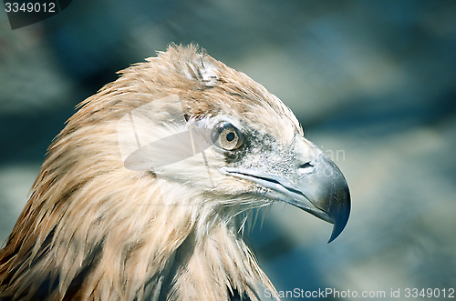 Image of The beautiful eagle in a beautiful portraits