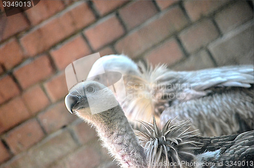 Image of The beautiful eagle in a beautiful portraits