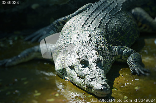 Image of Nile Crocodile very closeup image capture.