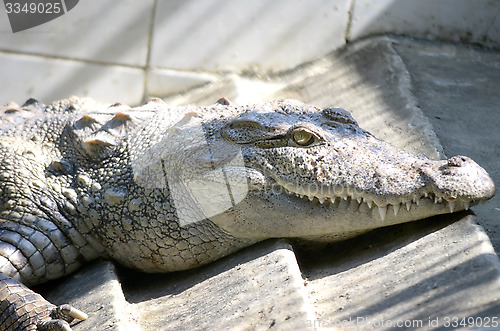 Image of Nile Crocodile very closeup image capture.