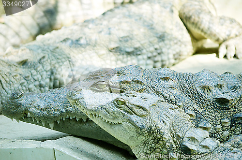 Image of Nile Crocodile very closeup image capture.