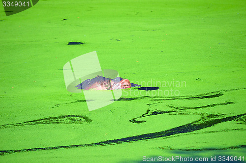 Image of Hippopotamus (Hippopotamus amphibius) appears above water surface.