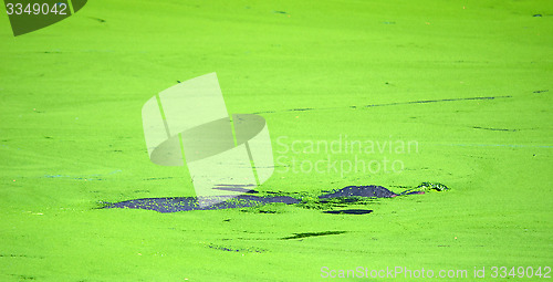 Image of Hippopotamus (Hippopotamus amphibius) appears above water surface.