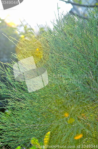 Image of Green leaf and blue sky fine nature background.