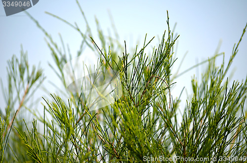 Image of Green leaf and blue sky fine nature background.