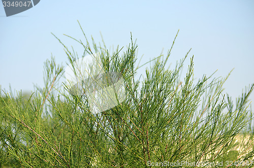 Image of Green leaf and blue sky fine nature background.