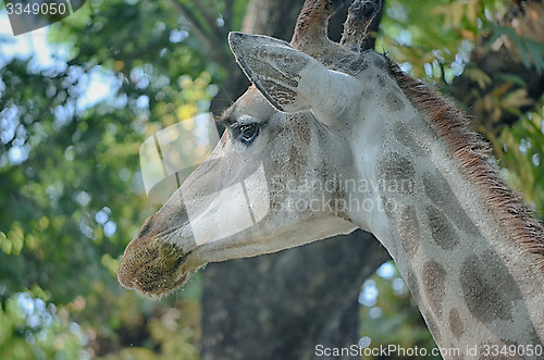 Image of Closeup view of giraffe face.