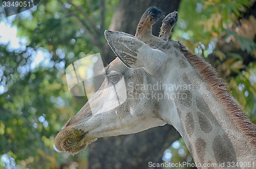 Image of Closeup view of giraffe face.