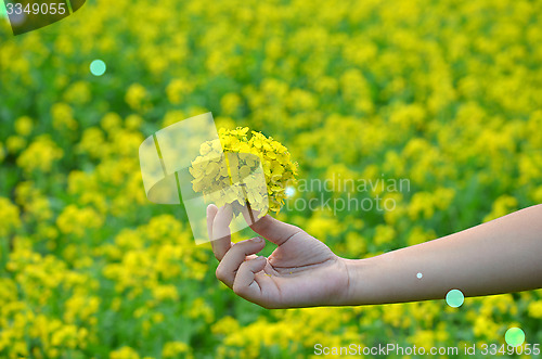 Image of Yellow flower in hand with sunlight on garden field, isolate vintage style blur background.