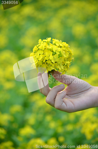 Image of Yellow flower in hand with sunlight on garden field, isolate vintage style blur background.