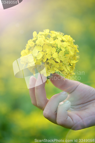 Image of Yellow flower in hand with sunlight on garden field, isolate vintage style blur background.