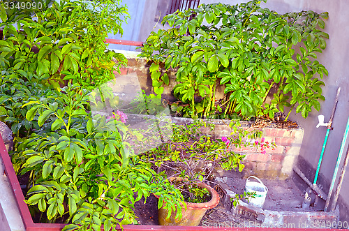 Image of Close-Up Of Garden in house with water tap