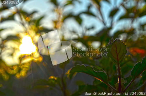 Image of Natural Autumn tree on sky with sun