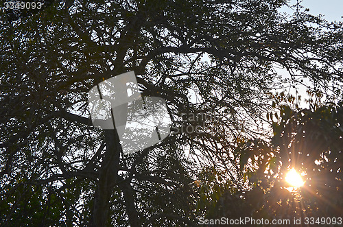 Image of Natural Autumn tree on sky with sun