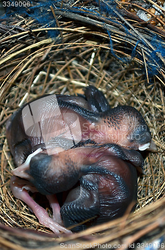 Image of Baby birds in the nest. Very closeup.