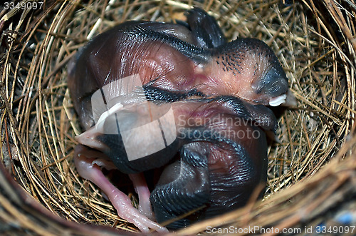 Image of Baby birds in the nest. Very closeup.