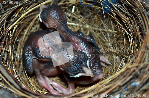 Image of Baby birds in the nest. Very closeup.