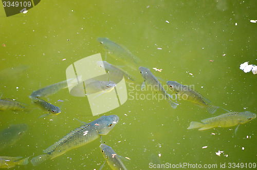 Image of Mage taken of some fish under water from upper side of water