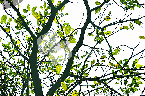 Image of Autumn forest tree with sky