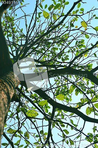 Image of Autumn forest tree with sky