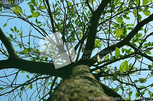 Image of Autumn forest tree with sky