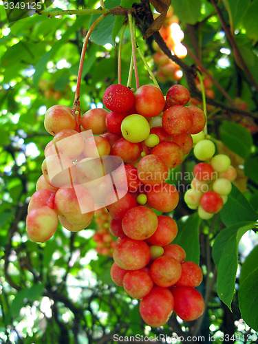 Image of branch of red ripe schizandra