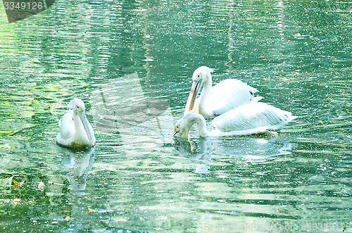 Image of Beautiful swan on a lake.