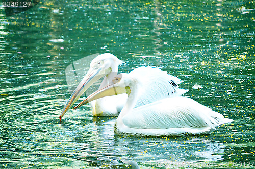 Image of Beautiful swan on a lake.