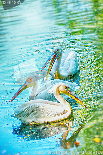 Image of Beautiful swan on a lake.