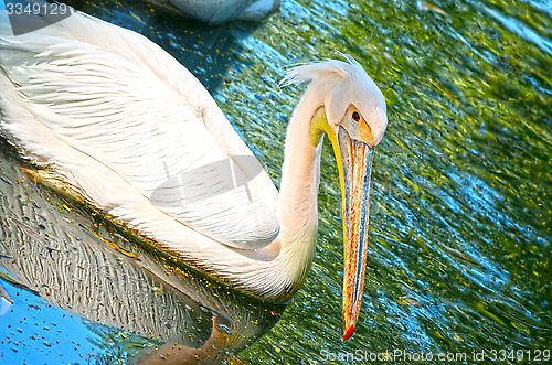 Image of Beautiful swan on a lake.