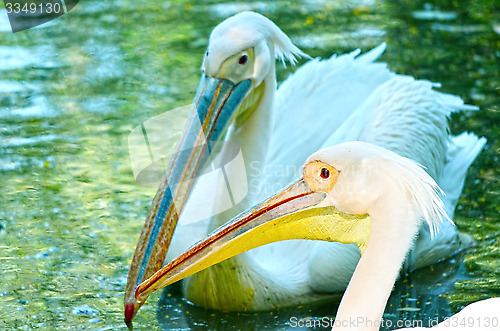 Image of Beautiful swan on a lake.