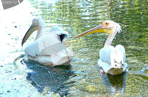 Image of Beautiful swan on a lake.