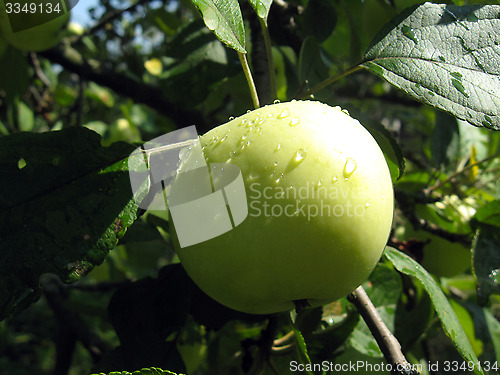 Image of very tasty and ripe apple