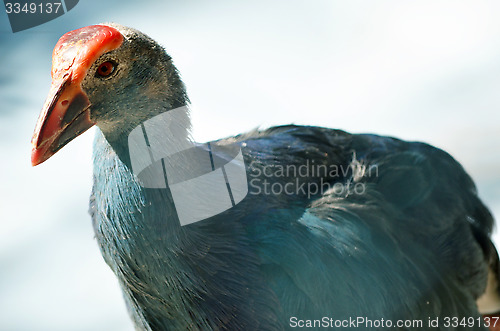 Image of Beautiful peacock-pheasant (Polyplectron bicalcaratum) in forest.