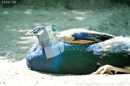 Image of Beautiful peacock-pheasant (Polyplectron bicalcaratum) in forest.