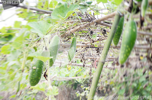 Image of Natural green leaf vegetables and meadows for foods