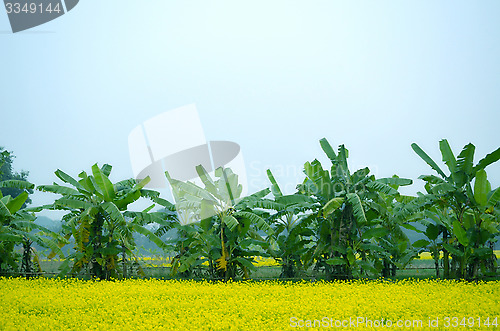 Image of Green flower and banana tree in the field