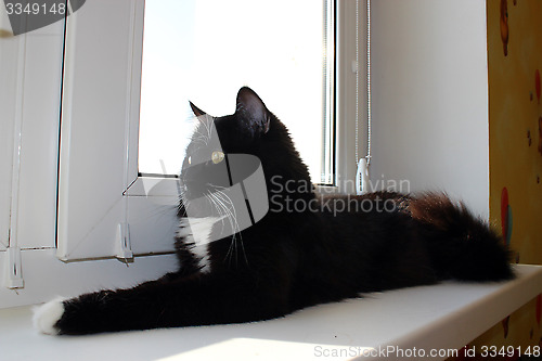 Image of cat lying on the window-sill