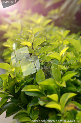 Image of Green color tea leafs with sunlight