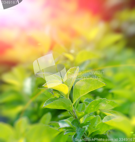 Image of Green color tea leafs with sunlight