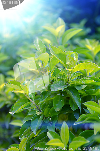 Image of Green color tea leafs with sunlight