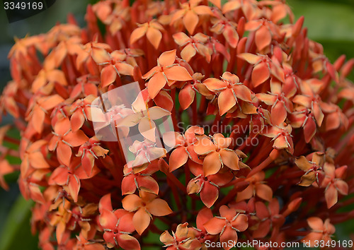 Image of Pink color flowers in the garden captured very closeup