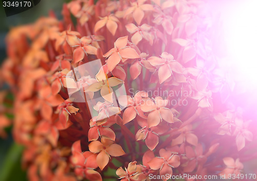 Image of Pink color flowers in the garden captured very closeup