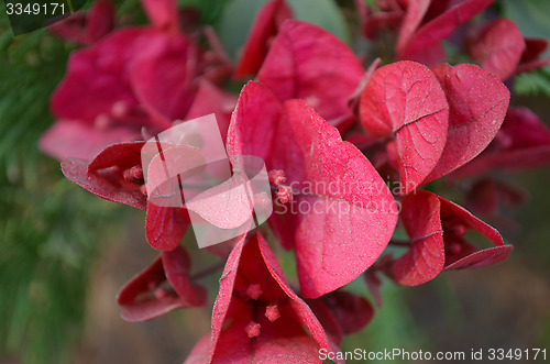 Image of Pink color flowers in the garden captured very closeup